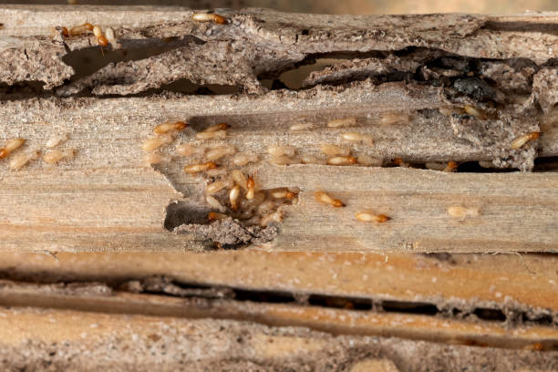 Best Pest Control Near Me in Pine Prairie, LA